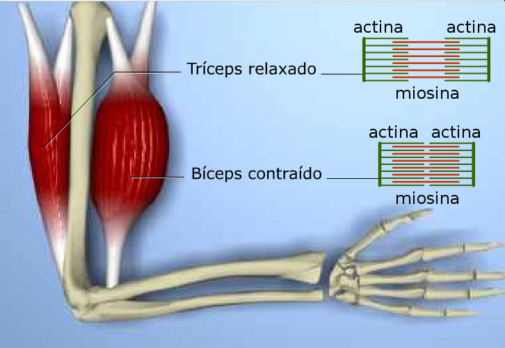 Alongamento para músculos das pernas